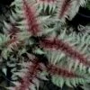 Regal Red Japanese Painted Fern - 6 Pack Of 1 Gallon Pots -Trees And Plants athyrium pictum regal red japanese painted fern 10 1