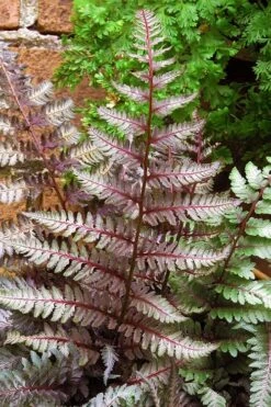 Regal Red Japanese Painted Fern - 5 Pack Of Quart Pots -Trees And Plants athyrium pictum regal red japanese painted fern 11 2