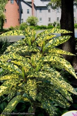 Hosoba Hoshifu Variegated Aucuba (Japanese Laurel) - 3 Gallon Pot -Trees And Plants aucuba hosoba hoshifu11