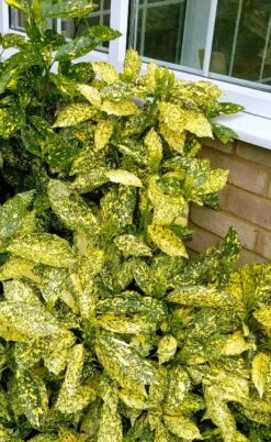 Golden King Aucuba (Male) - 3 Gallon Pot -Trees And Plants aucuba japonica golden king japanese laurel 1