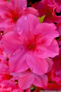 Pink Explosion Bloom 'N Again Azalea - 2 Gallon Pot -Trees And Plants azalea bloom n again pink explosion 12