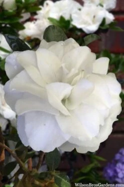 Snowball Bloom 'N Again Azalea - 2 Gallon Pot -Trees And Plants azalea bloom n again snowball 13