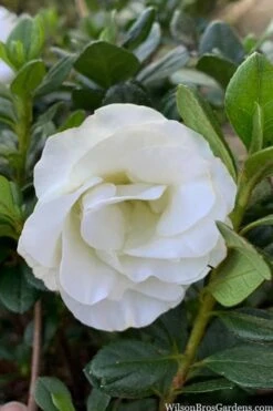 Snowball Bloom 'N Again Azalea - 2 Gallon Pot -Trees And Plants azalea bloom n again snowball 14