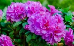 Autumn Majesty Encore Azalea - 3 Gallon Pot -Trees And Plants azalea encore autumn majesty 13