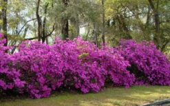 Formosa Southern Indica Azalea - 7 Gallon Pot -Trees And Plants azalea formosa hedge