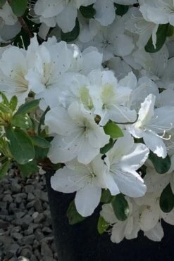 Girard's Pleasant White Azalea - 1 Gallon Pot 15 Girard's Pleasant White Azalea - 1 Gallon Pot -Trees And Plants azalea girards pleasant white 22