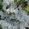Girard's Pleasant White Azalea - 1 Gallon Pot -Trees And Plants azalea girards pleasant white 23