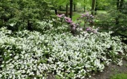 Helen Curtis Azalea - 3 Gallon Pot -Trees And Plants azalea helen curtis 9