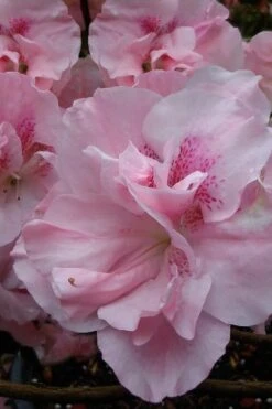 Nancy Of Robin Hill Azalea - 3 Gallon Pot -Trees And Plants azalea nancy at robin hill 1