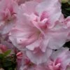 Nancy Of Robin Hill Azalea - 3 Gallon Pot -Trees And Plants azalea nancy of robin hill 4