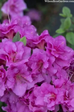 Perfecto Mundo Double Purple Reblooming Azalea - 3 Pack Of Quart Pots -Trees And Plants azalea perfecto mondo double20purple 3