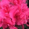 Perfecto Mundo Double Dark Pink Reblooming Azalea - 2 Gallon Pot -Trees And Plants azalea perfecto mundo double dark pink 2