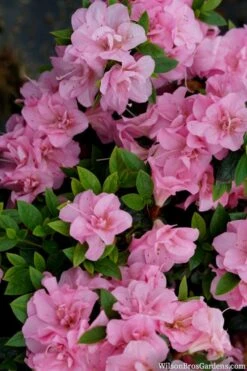 Perfecto Mundo Double Pink Reblooming Azalea - 3 Gallon Pot -Trees And Plants azalea perfecto mundo double pink 2