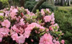 Perfecto Mundo Double Pink Reblooming Azalea - 3 Gallon Pot -Trees And Plants azalea perfecto mundo double pink 5