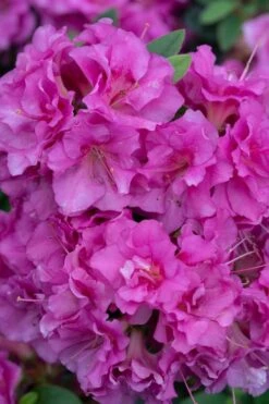 Perfecto Mundo Double Purple Reblooming Azalea - 3 Pack Of Quart Pots -Trees And Plants azalea perfecto mundo double purple 500x750 1