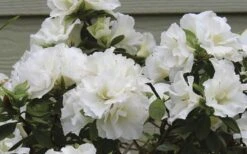 Perfecto Mundo Double White Reblooming Azalea - 2 Gallon Pot -Trees And Plants azalea perfecto mundo double white 9
