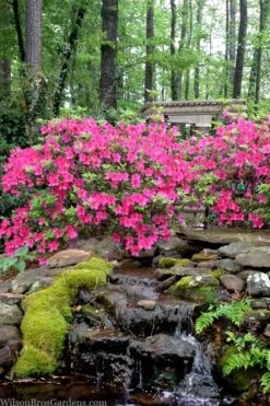 Pink Formosa Azalea - 1 Gallon Pot -Trees And Plants azalea pink formosa 2