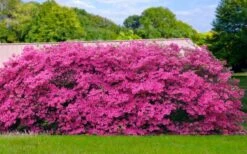 Pink Formosa Azalea - 1 Gallon Pot -Trees And Plants azalea pink formosa 4