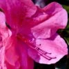 Pink Formosa Azalea - 1 Gallon Pot -Trees And Plants azalea pink formosa 5