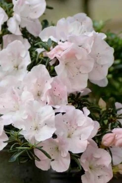 Tsuki No Shimo Satsuki Azalea - 1 Gallon Pot -Trees And Plants azalea satsuki tsuki no shimo 100