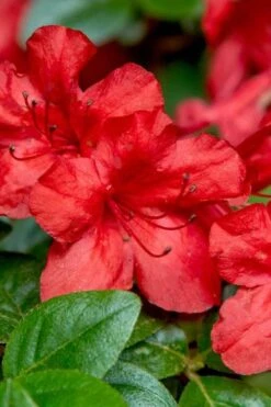 Stewartstonian Azalea - 1 Gallon Pot -Trees And Plants azalea stewartstonian 2