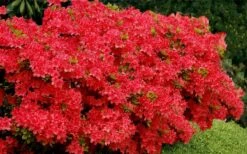 Stewartstonian Azalea - 1 Gallon Pot -Trees And Plants azalea stewartstonian 3