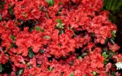Stewartstonian Azalea - 1 Gallon Pot -Trees And Plants azalea stewartstonian 6