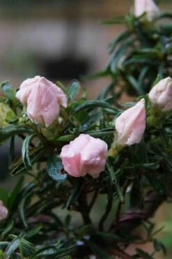 Tsuki No Shimo Satsuki Azalea - 1 Gallon Pot -Trees And Plants azalea tsuki no shimo 2