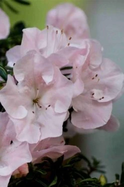 Tsuki No Shimo Satsuki Azalea - 1 Gallon Pot -Trees And Plants azalea tsuki no shimo 3