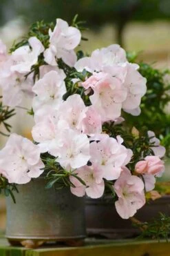 Tsuki No Shimo Satsuki Azalea - 1 Gallon Pot -Trees And Plants azalea tsuki no shimo 6