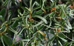 Tsuki No Shimo Satsuki Azalea - 1 Gallon Pot -Trees And Plants azalea tsuki no shimo 7