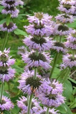 Downy Pagoda Plant (Blephilia Ciliata) - 1 Gallon Pot -Trees And Plants blephilia ciliata downy pagoda wood mint 4