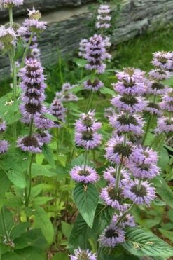 Downy Pagoda Plant (Blephilia Ciliata) - 1 Gallon Pot -Trees And Plants blephilia ciliata downy pagoda wood mint 5