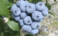 Northern Highbush Blueberry (Vaccinum Corymbosum) - 1 Gallon Pot 11 Northern Highbush Blueberry (Vaccinum Corymbosum) - 1 Gallon Pot -Trees And Plants blueberry northern20highbush 3 800x500 1