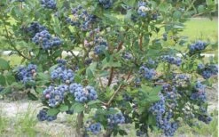 Northern Highbush Blueberry (Vaccinum Corymbosum) - 3 Gallon Pot -Trees And Plants blueberry northern20highbush 800x500 2