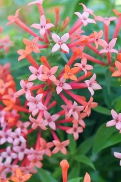 Estrellita Little Star Firecracker Bush (Bouvardia) - 3 Pack Of Quart Pots -Trees And Plants bouvardia estrellita little star firecracker bush 2