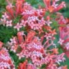 Estrellita Little Star Firecracker Bush (Bouvardia) - 3 Pack Of Quart Pots -Trees And Plants bouvardia estrellita little star firecracker bush 3