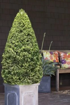 Variegated Boxwood (Buxus Sempervirens 'Aureovariegata') - 2 Gallon Pot - SALE -Trees And Plants boxwood variegated cone 2 2