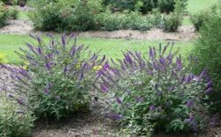 Lo & Behold Blue Chip Junior Butterfly Bush - 1 Gallon Pot -Trees And Plants buddleia blue chip junior butterfly bush 2