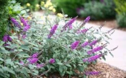 Lo & Behold Blue Chip Junior Butterfly Bush - 1 Gallon Pot -Trees And Plants buddleia blue chip junior butterfly bush 7