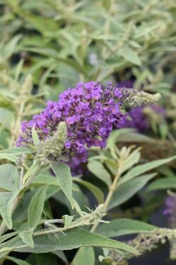 Lo & Behold Blue Chip Junior Butterfly Bush - 1 Gallon Pot -Trees And Plants buddleia blue chip junior butterfly bush 8