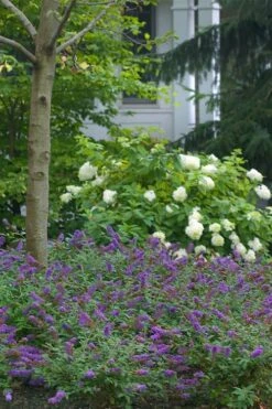 Lo & Behold Blue Chip Junior Butterfly Bush - 1 Gallon Pot -Trees And Plants buddleia blue chip junior butterfly bush 9