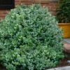 Gordo Boxwood - 5 Pack Of Quart Pots -Trees And Plants buxus gordo boxwood 1 1