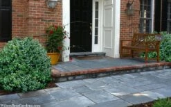 Gordo Boxwood - 1 Gallon Pot -Trees And Plants buxus gordo boxwood 2