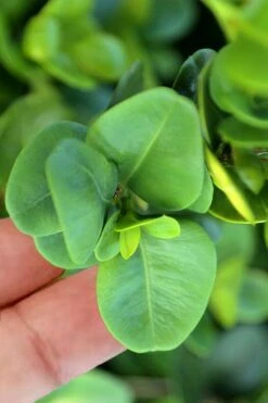 Gordo Boxwood - 1 Gallon Pot -Trees And Plants buxus gordo boxwood 3