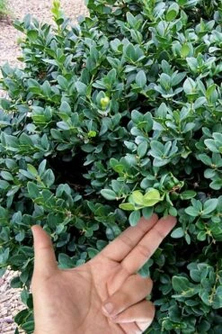 Gordo Boxwood - 1 Gallon Pot -Trees And Plants buxus gordo boxwood 4