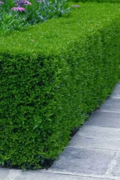 Gordo Boxwood - 5 Pack Of Quart Pots -Trees And Plants buxus gordo boxwood 5 1