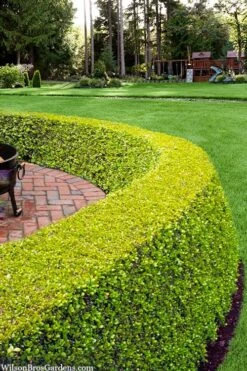 Golden Triumph Variegated Dwarf Boxwood - 6 Pack Of 1 Gallon Pots -Trees And Plants buxus microphylla golden triumph boxwood hedge 2