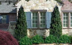 Arctic Emerald Columnar Boxwood - 1 Gallon Pot -Trees And Plants buxus sempervirens arctic emerald boxwood 103 1