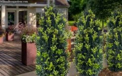 Arctic Emerald Columnar Boxwood - 1 Gallon Pot -Trees And Plants buxus sempervirens arctic emerald boxwood 105 1